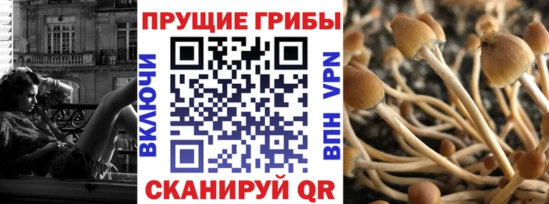 цены наркотик  Андреаполь  Псилоцибиновые грибы Psilocybe 